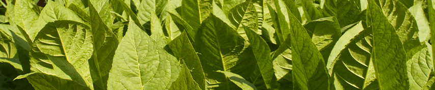 tabakflanzen