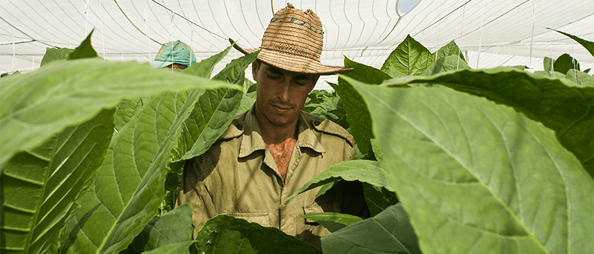 tabak-pflanzen-banner