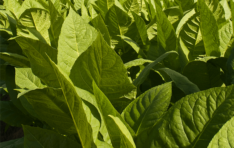 tobacco infused whiskey Why Tobacco Cocktails Are a Terrible Idea